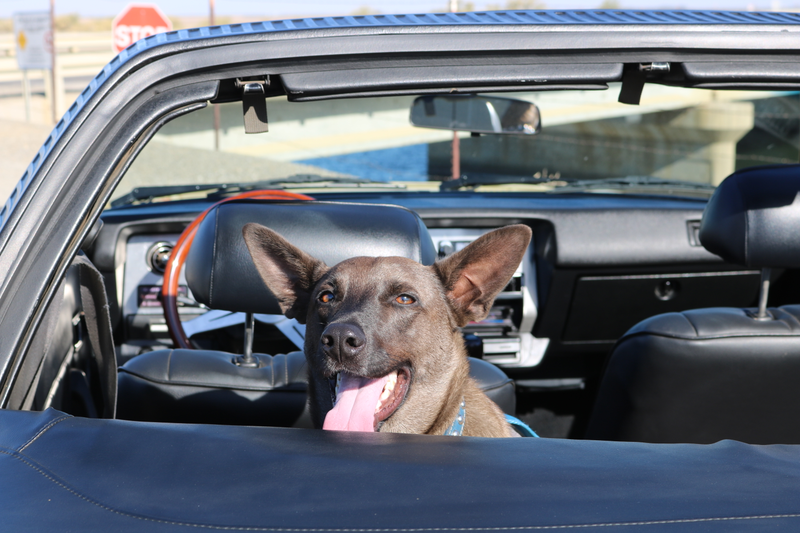 Illustration for article titled Harris Ranch C&C, Toby, and Sunchaser photodump